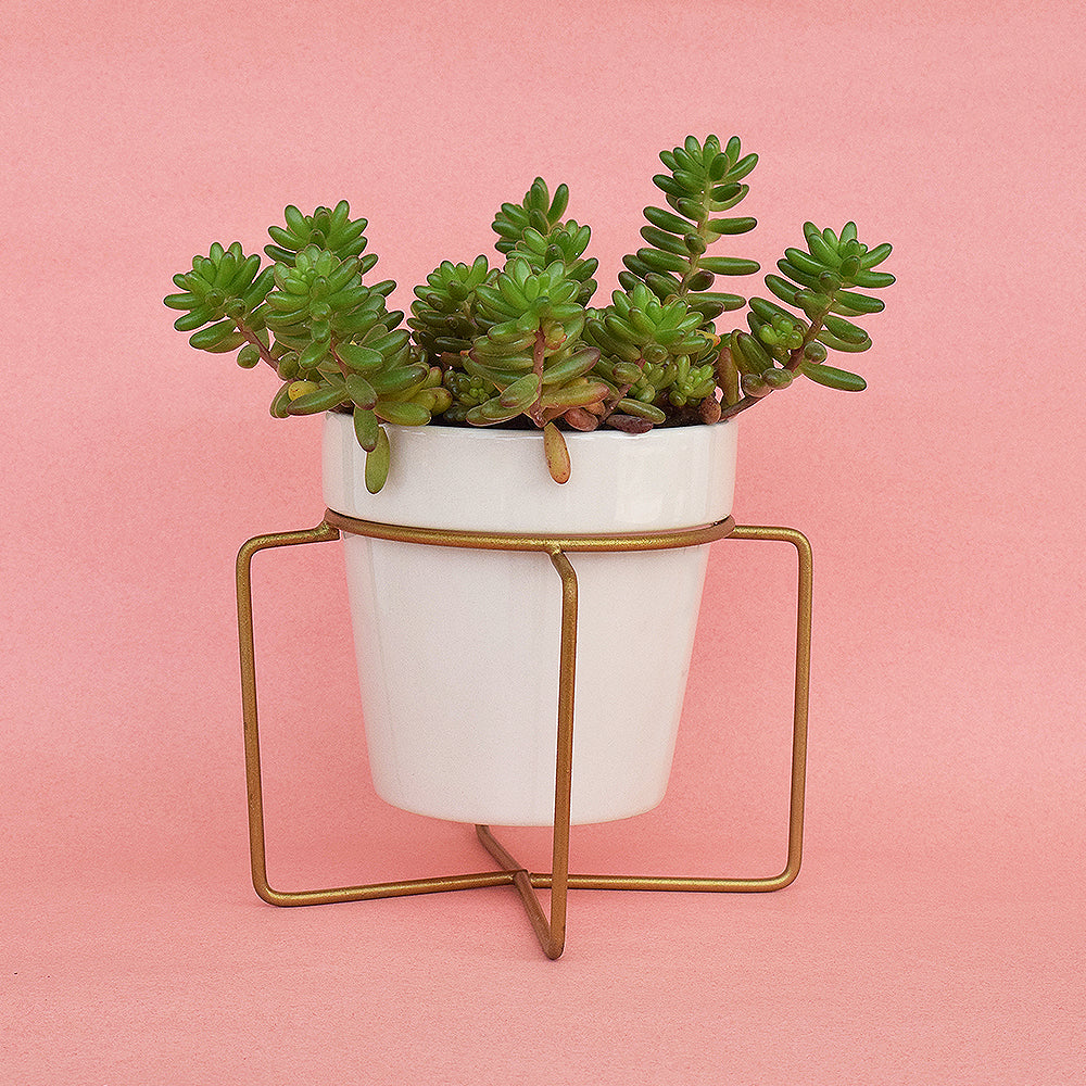 Earthy White Planter With Voguish Gold Stand